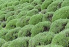 Pine Ridgeplants-13.jpg; ?>